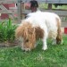 Miniature Horses Drastically Reducing in Number