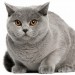 Top 10 Most Expensive Cat Breeds