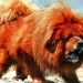Worlds Most Expensive Dog: Tibetan Mastiff Sells for 1.5 Million