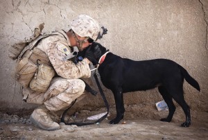 Military Dogs at Work