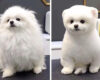 These Before And After Dogs Haircut Pictures Are So Adorable …Aww