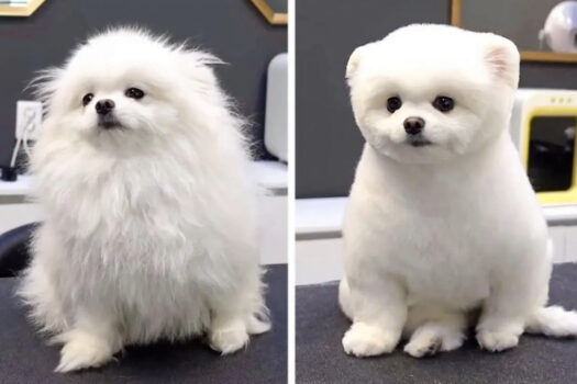 These Before And After Dogs Haircut Pictures Are So Adorable …Aww