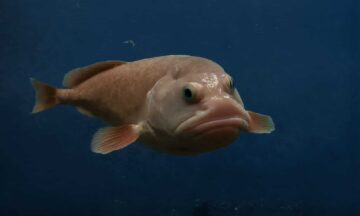 A peculiar-looking fish known as the Blobfish (Psychrolutes marcidus) with its distinctive gelatinous appearance, swimming in the deep ocean waters.