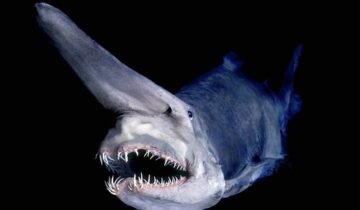 "A mysterious and unique fish, the Goblin Shark (Mitsukurina owstoni) showcases its distinct features, including elongated snout and protrusible jaws, as it navigates the ocean depths.