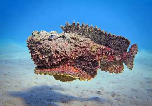 10 Fascinatingly Unique Fish Species